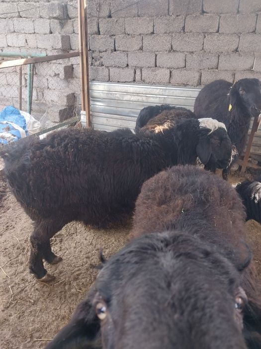 Қошқар бар етке 30-40 килограмм арасы 3800