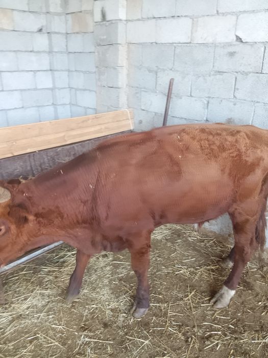 12 Бас бұқа зор бұқалар