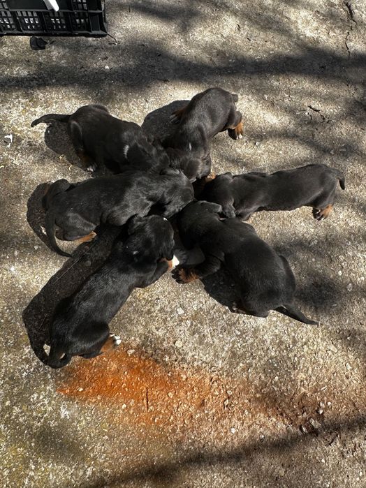 Подарявам 4 ловни кучета