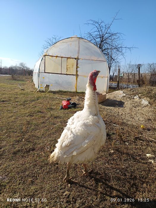 Vand curcan crescut bio