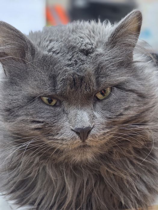 Кот, отдам в хорошие руки