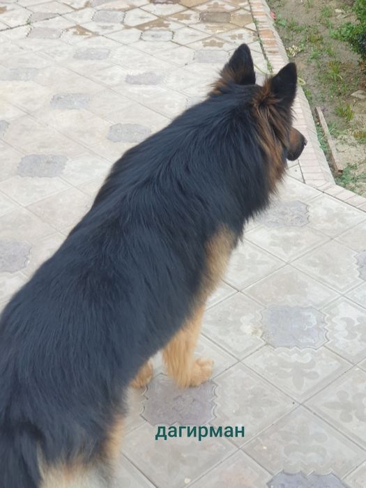 Немецкая овчарка вязка