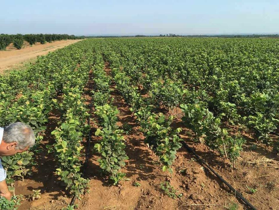 Aluni soiuri cu fructe mari se livreaza si en gros in toata tara