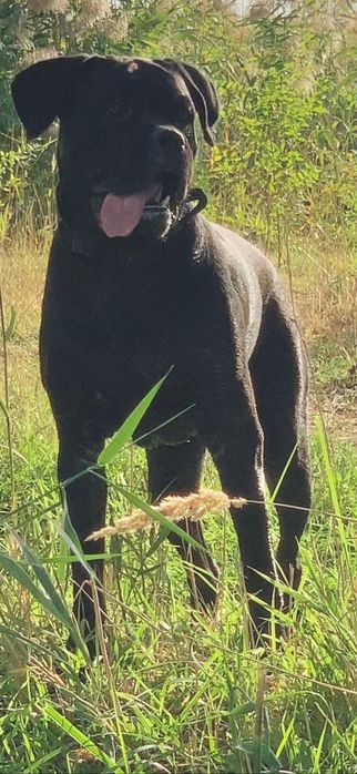 Вязка. Кане Корсо