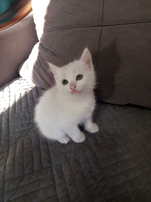 Котенок, белая девочка на подарок детям