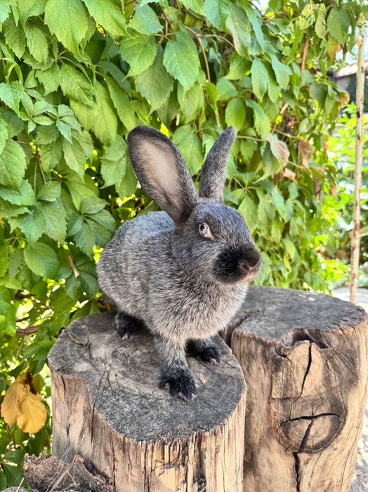 Продается кролик полтавское серебро