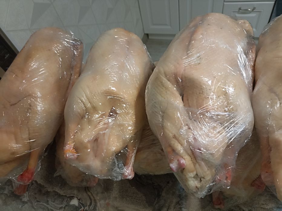Продаются домашние гуси
