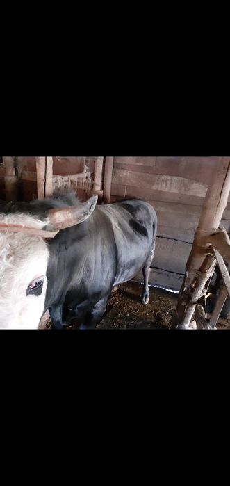 Продам коров, быков, баранов