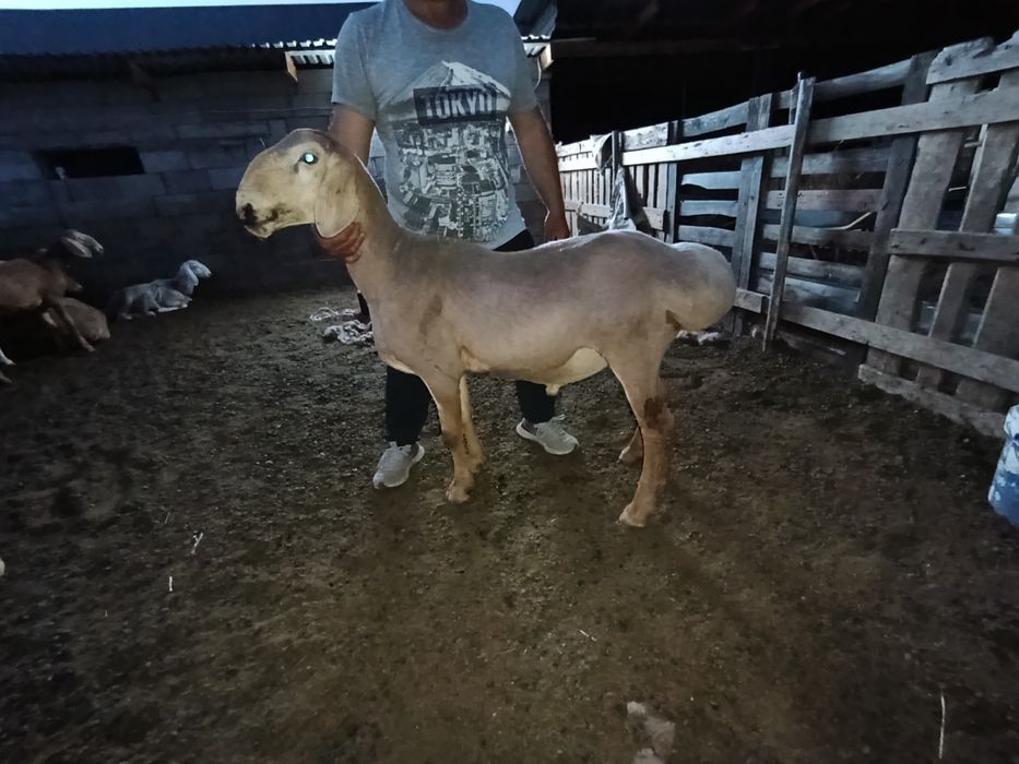 Арашан 1 жас ушы 20
