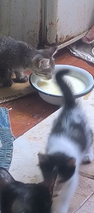 Миловидные кошки