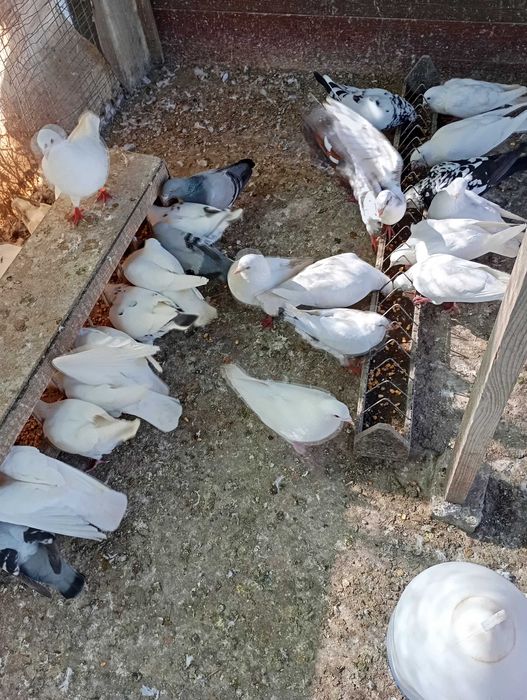 Vand porumbei hubble si metisi 45 lei buc!