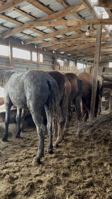 Тай Ургашы Согым Конина Откорм