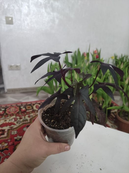 Растения для сада многолетние