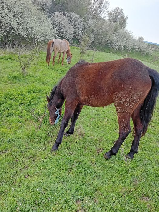 Кубила и конче женско