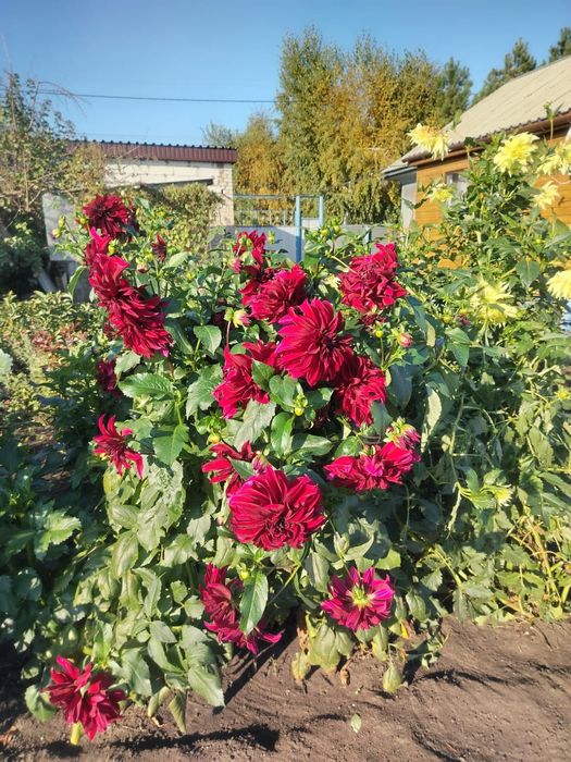 Продам георгины яркие, крупные