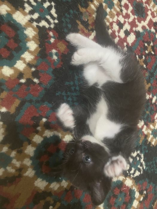 Котенок девочка отдам в хорошие руки.