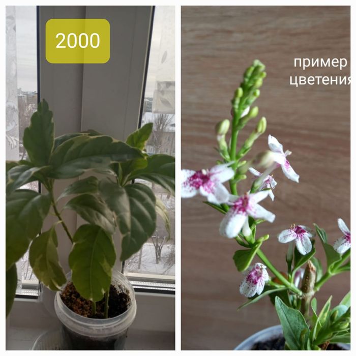 Продам комнатные цветы