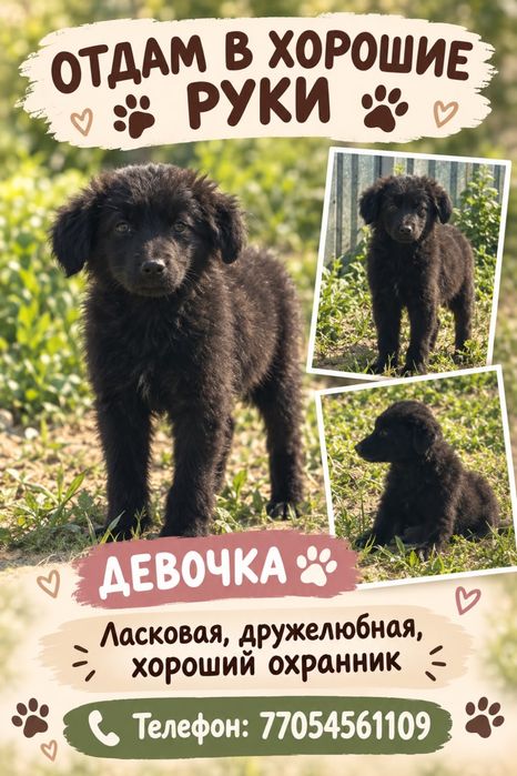 Отдам в добрые руки! Охраница