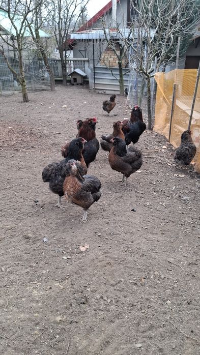 Oua pentru consum găini araucana