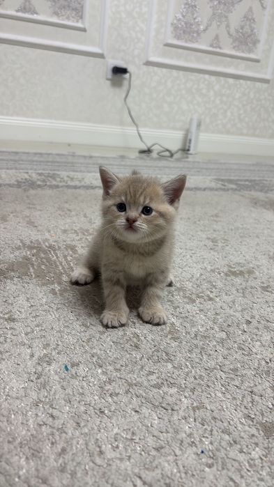 Котята Скотиш страйт