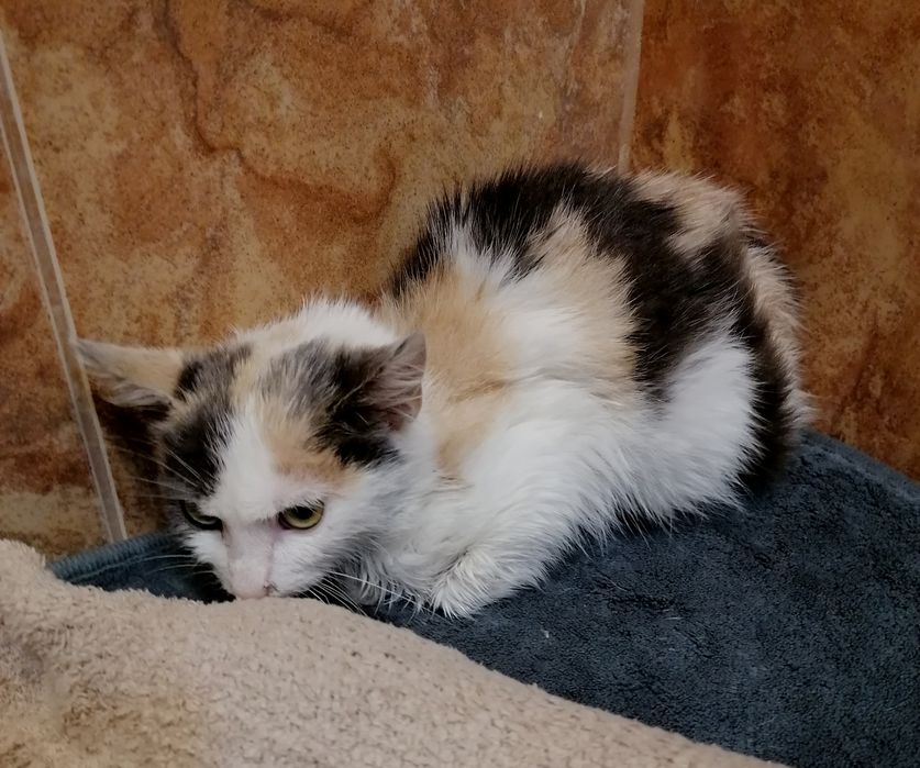 Подарявам котенце от 3 месеца