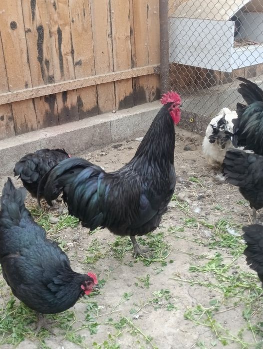 Cocoș Australorp