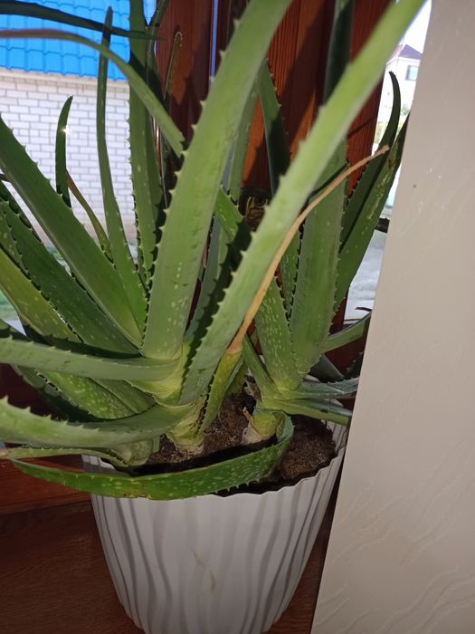 Продам домашние цветы