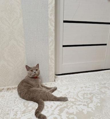 Вязка кота молодой