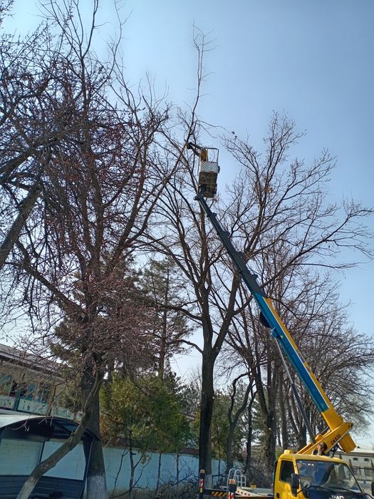 Дарахт кесиш.  7/24