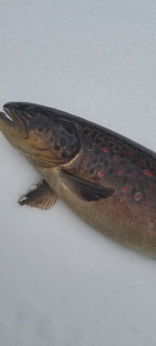 Pastrav puiet de anul trecut