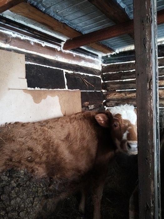 Продам телку на доращивание