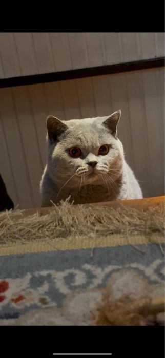 Продам Кота Британец