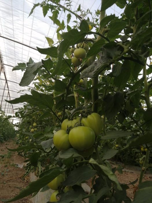 Сдаю в аренду 9 теплиц