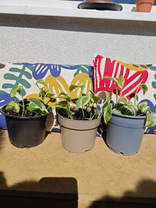 Pothos N'joy и Pothos Neon