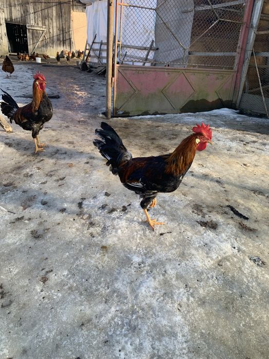 Vand cocosi rasa italiana potarnichie