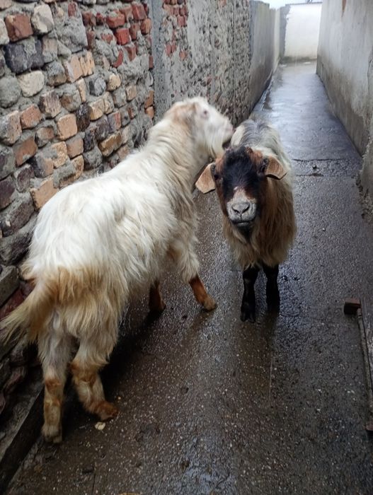 Vând 3 țapi , Braneț Olt