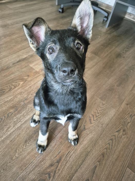 Отдам щенка-девочку