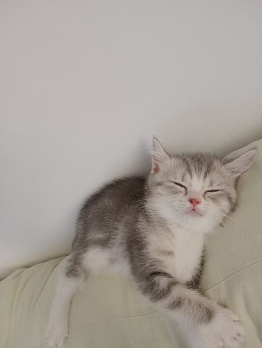Британ. Котенок (девочка)