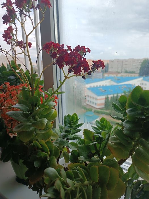 Продам ростки каланхоэ цветущие