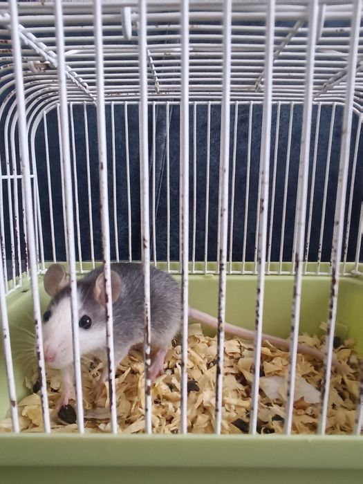 Крыса отдам даром