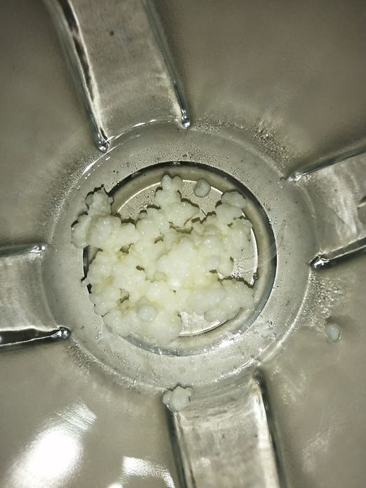 Молочный тибетский гриб