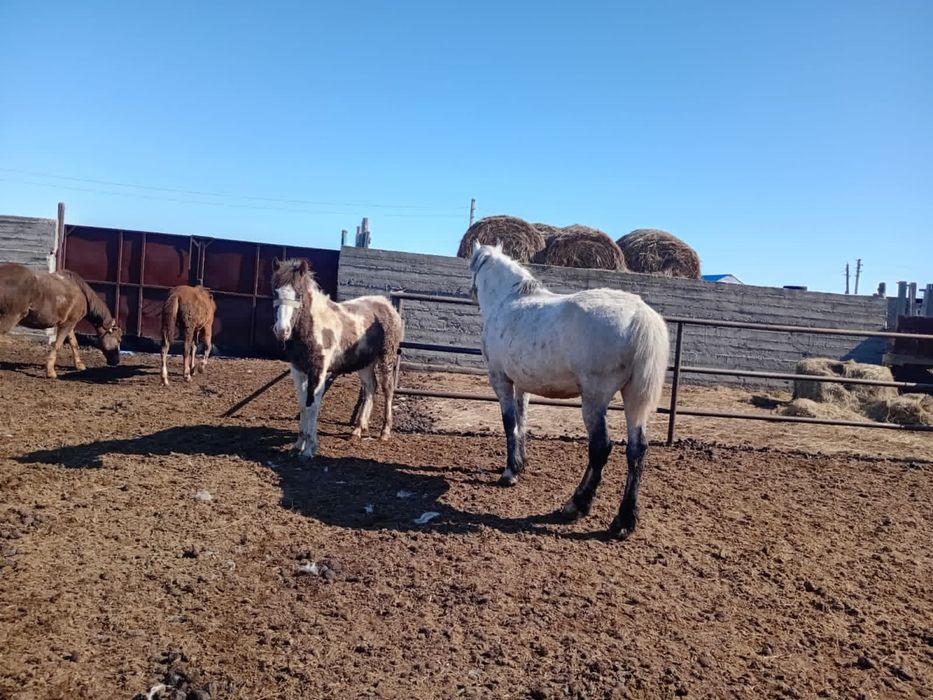 Бие сатылады полутяж