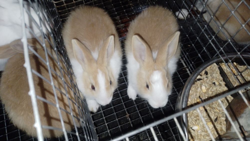 Vand iepuri hycole francez