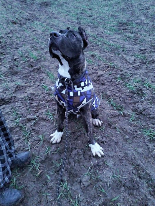 Кане Корсо 5 месяцев мальчик