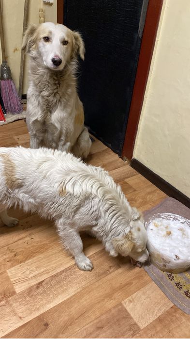 Мальчик ищет дом