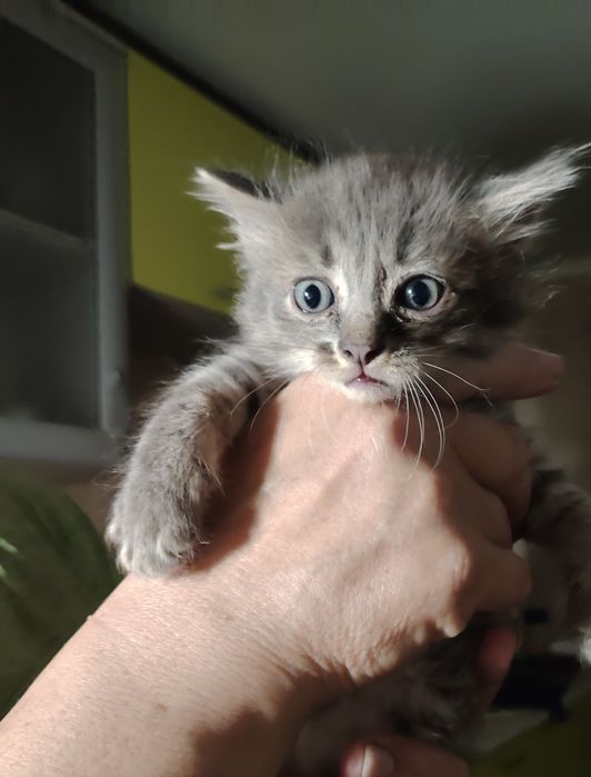 Отдам котят в добрые  руки