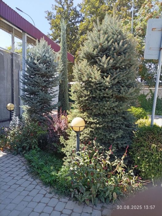 Galubayel archa sotiladi