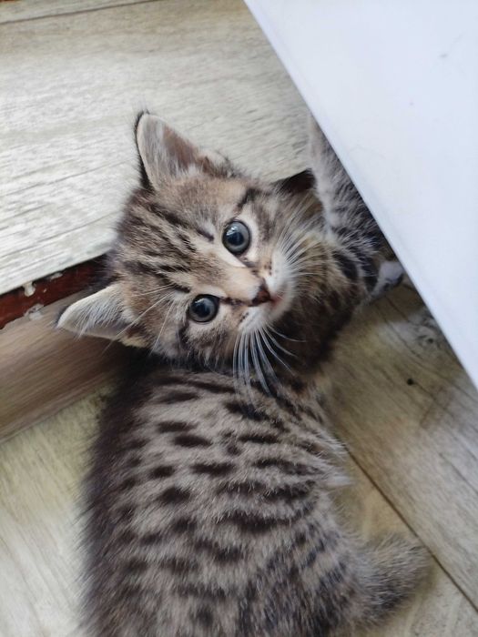 Отдам котят в добрые руки