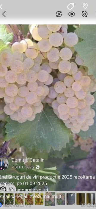 Vand struguri de vin 2026