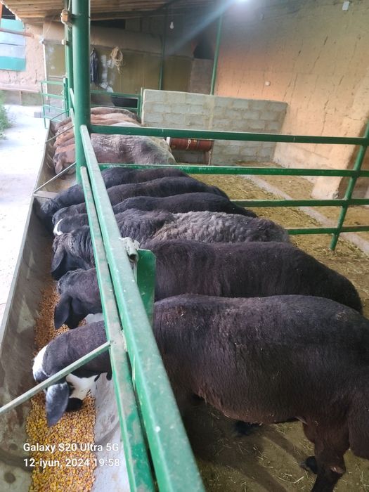 Qurbonlikka qõy sotiladi